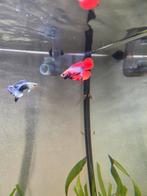 Betta man /kempvis, Vis