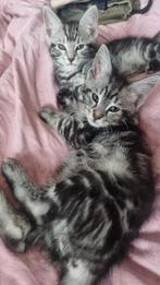 Maine Coon x Bengaal ..... Silver Tabby's, Dieren en Toebehoren, Meerdere dieren, Gechipt, 0 tot 2 jaar