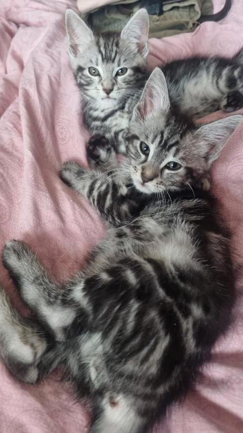 Maine Coon x Bengaal, laatste Silver Tabby katertje, Dieren en Toebehoren, Katten en Kittens | Raskatten | Langhaar, Meerdere dieren