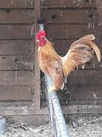 Seraamas  haan tjes en hennetjes, Dieren en Toebehoren, Pluimvee, Mannelijk, Kip
