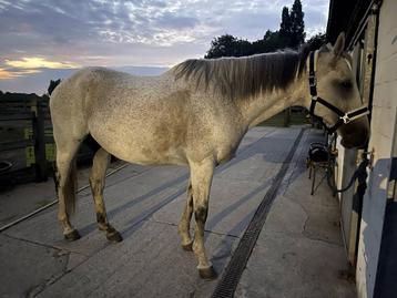Paard verzorger gezocht / bijrijder  beschikbaar voor biedingen