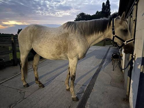 Paard verzorger gezocht / bijrijder, Diensten en Vakmensen, Dieren | Paarden | Verzorging, Oppas en Les, Ruiter of Bijrijder, Verzorging of Verzorgpony's