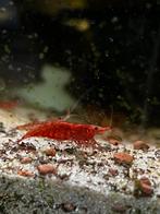 Vuur garnalen / rode garnalen algeneters, Kreeft, Krab of Garnaal