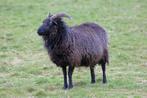 Gezocht Herbridean Ooien, Dieren en Toebehoren, Vrouwelijk, Schaap