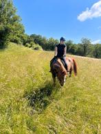 Bijrijder/verzorger aangeboden, Dieren en Toebehoren, Paarden en Pony's | Verzorgingsproducten, Ophalen of Verzenden