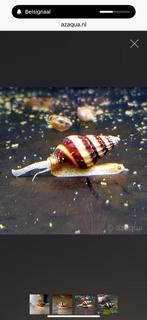 Slak etende slak, Dieren en Toebehoren, Slak of Weekdier