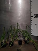 Allium x proliferum Boomui doorlevende egyptische stengelui, Tuin en Terras, Planten | Tuinplanten, Volle zon, Vaste plant, Ophalen of Verzenden
