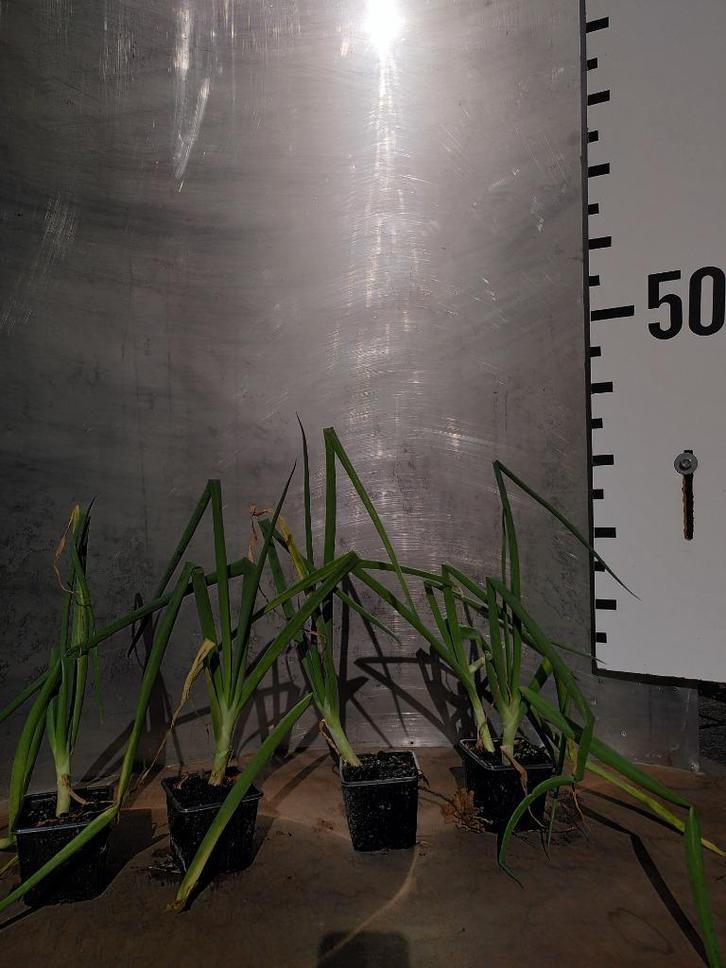 Allium x proliferum Boomui doorlevende egyptische stengelui, Tuin en Terras, Planten | Tuinplanten, Vaste plant, Kruiden, Volle zon