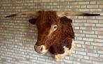 Opgezette Texas Longhorn Stier | Taxidermie, Verzamelen, Dierenverzamelingen, Ophalen, Nieuw, Wild dier, Opgezet dier