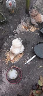 Cochin kriel, Dieren en Toebehoren, Pluimvee, Vrouwelijk, Kip