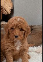 Labradoodle, Dieren en Toebehoren, Parvo, Nederland, Overige rassen, 8 tot 15 weken
