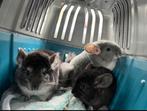 Chinchilla’s opzoek naar nieuwe huisje 1,5 jaar, Dieren en Toebehoren, Knaagdieren, Chinchilla, Juni, Mannelijk, Tam