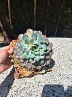 Echeveria op kurk, Groene kamerplant, Ophalen of Verzenden, Vetplant, Minder dan 100 cm