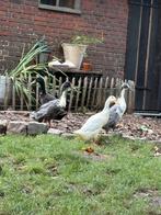 Loopeenden kuikens, Dieren en Toebehoren, Meerdere dieren, Eend