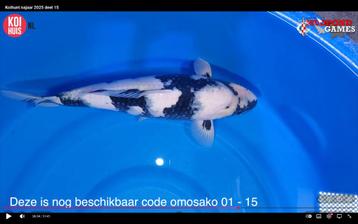 Shiro utsuri omosako koi  beschikbaar voor biedingen