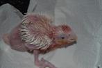 Ook voor kanarie`s., Dieren en Toebehoren, Vogels | Kanaries, Meerdere dieren, Kleurkanarie