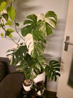 Monstera varigata stekken, Huis en Inrichting, Kamerplanten, Ophalen of Verzenden, Halfschaduw, Minder dan 100 cm