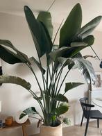 Prachtige Strelitzia Nicolai van 2.60m! (Paradijsvogelplant), Huis en Inrichting, Kamerplanten, Ophalen, 200 cm of meer, Overige soorten