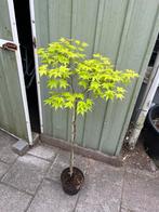 Japanse esdoorn summergold, Tuin en Terras, Planten | Bomen, Ophalen, Bloeit niet, Halfschaduw, Overige soorten