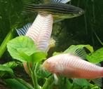Hobbyaquarium Corydoras Albino, Vis, Zoetwatervis, Schoolvis