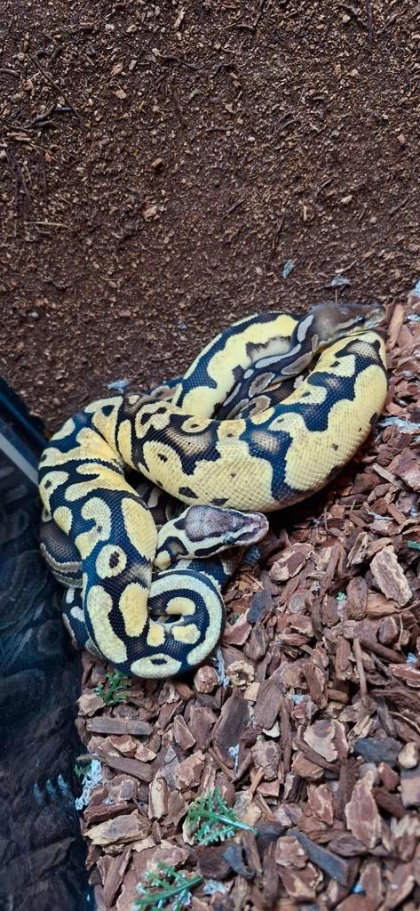 Koppel koningspythons