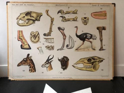 Schoolplaat Aan den rand der Kalahari, Antiek en Kunst, Antiek | Schoolplaten, Natuur en Biologie, Ophalen