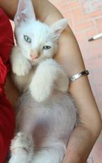 Jarela, Sky, 2-4-25 gered uit een kas, x redpoint siam, Kater, Kortharig, 0 tot 2 jaar
