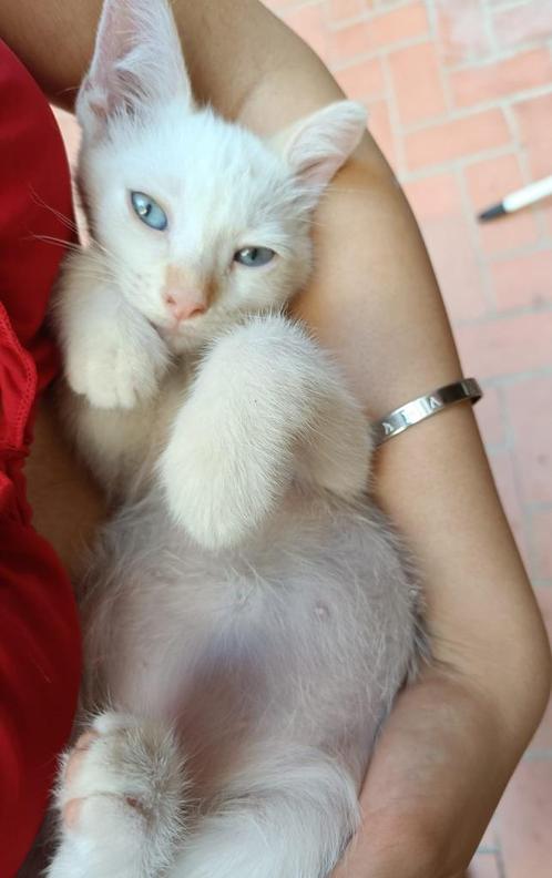 Jarela, Sky, 2-4-25 gered uit een kas, x redpoint siam, Dieren en Toebehoren, Katten en Kittens | Overige Katten, Kortharig, Kater