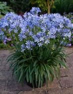 Zaden Agapanthus Africanus - Blauwe Afrikaanse lelie, Ophalen of Verzenden, Voorjaar, Volle zon, Zaad