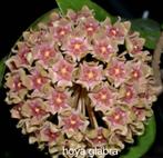 Hoya glabra nr 2, Overige soorten, In pot, Minder dan 100 cm, Bloeiende kamerplant