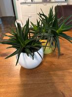 2 aloe vera planten, Ophalen of Verzenden, Overige soorten, Minder dan 100 cm