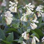 Symphytum grandiflorum - Kruipend beemdkroon, Bodembedekkers, Vaste plant, Ophalen of Verzenden, Halfschaduw