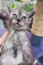Britse korte kittens , Ze mogen op16 juni weg ,3 beschikbaar, Dieren en Toebehoren, Meerdere dieren, Ontwormd, 0 tot 2 jaar