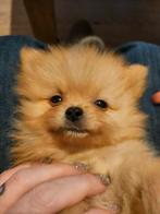 Pomeriaan x pomchi mag per direct naar een nieuw huisje!, CDV (hondenziekte), Overige rassen, 8 tot 15 weken, Meerdere