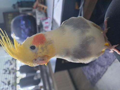 Vermist!, Dieren en Toebehoren, Vermiste en Gevonden Dieren