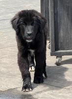Newfoundlander  kruising pups  nog enkele pups beschikbaar, Dieren en Toebehoren, Honden | Bulldogs, Pinschers en Molossers, Overige rassen