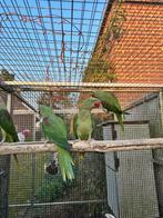 Grote Alexander parkieten split blauw, Dieren en Toebehoren, Vogels | Parkieten en Papegaaien, Vrouwelijk, Parkiet, Geringd