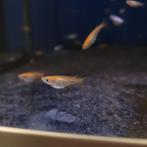 Rijstvisje oranje - Oryzias latipes, Dieren en Toebehoren, Vissen | Aquariumvissen, Vis, Zoetwatervis, Schoolvis