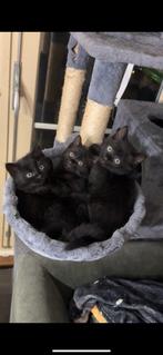 Lieve mooie kruising britse korthaar kittens, Dieren en Toebehoren, Meerdere dieren, 0 tot 2 jaar