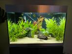 Wegens verandering van aquarium verkoop ik hierbij deze, Dieren en Toebehoren, Ophalen, Zo goed als nieuw, Gevuld zoetwateraquarium