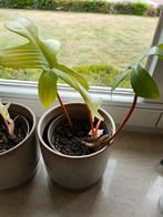 Philodendron Florida Ghost kamerplant stek, Huis en Inrichting, Kamerplanten, Ophalen of Verzenden, Overige soorten, Minder dan 100 cm