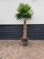 Trachycarpus fortunei palmbomen 120/140 cm stam, 100 tot 250 cm, Zomer, Palmboom, Ophalen