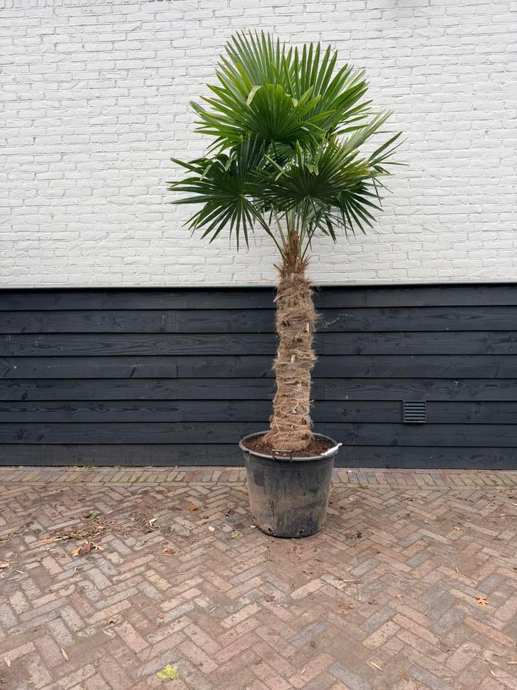 Trachycarpus fortunei palmbomen 120/140 cm stam, Tuin en Terras, Planten | Bomen, Palmboom, 100 tot 250 cm, Volle zon, Zomer, Ophalen