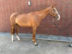 Lieve 6 jarige allround vos merrie, Dieren en Toebehoren, Paarden, Merrie, Gechipt, Niet van toepassing, Dressuurpaard
