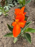 Hobby gekweekte Canna’s, Tuin en Terras, Bloembollen en Zaden, Ophalen, Voorjaar, Volle zon, Knol