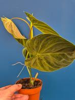 Philodendron Splendid p12 (2), Ophalen of Verzenden, Halfschaduw, Minder dan 100 cm