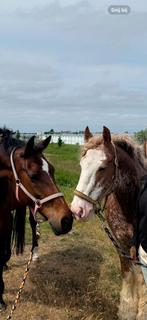Stalling gezocht, omgeving Den Haag, Weidegang, 2 of 3 paarden of pony's