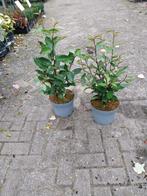 Elaeagnus ebbingei - Olijfwilg, Ophalen, Overige soorten, Volle zon