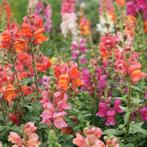 Antirrhinum Majus Maximum Tip Top mix plantjes te koop, Ophalen, Zomer, Overige soorten, Volle zon