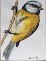 Aquarel pimpelmees geschilderd door Nurilham, Ophalen of Verzenden